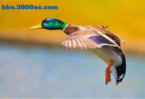 4d39a39et679944a83af3[1].jpg