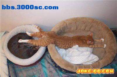 猫.jpg