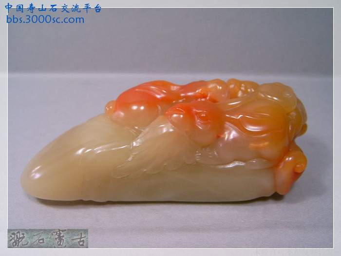 SUC37073.jpg