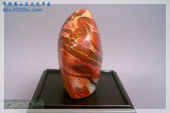 SUC38880.jpg