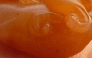 55.jpg