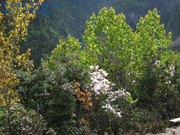 IMG_1329.JPG.jpg